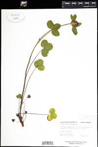 Trifolium pratense image