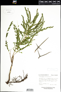 Gleditsia triacanthos image