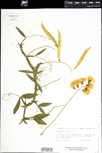 Lathyrus latifolius image