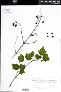 Viburnum acerifolium image