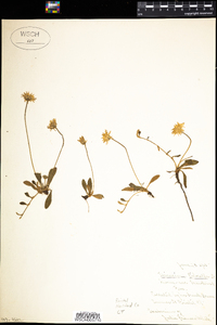 Hieracium pilosella image