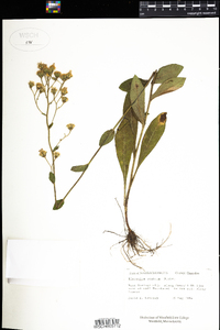 Hieracium scabrum image