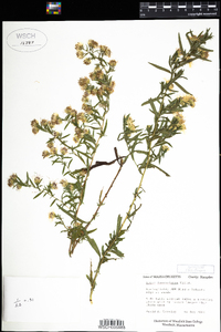 Symphyotrichum lanceolatum image