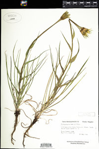 Tragopogon dubius image