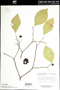 Benthamidia florida image