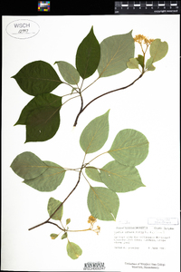 Cornus alternifolia image