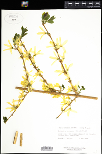 Forsythia suspensa image