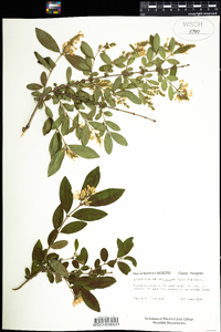 Ligustrum obtusifolium image