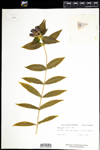 Gentiana clausa image