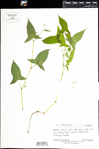 Polygonum arifolium image