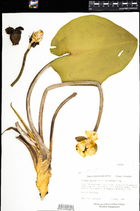 Nuphar lutea ssp. pumila image