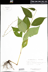 Polygonum virginianum image