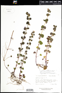 Glechoma hederacea image