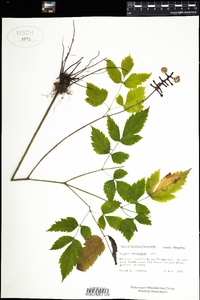 Actaea pachypoda image