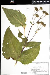 Silphium perfoliatum image