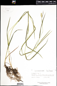 Phleum pratense image