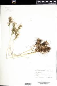 Poa bulbosa image