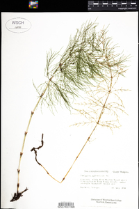 Equisetum sylvaticum image