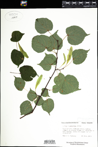 Tilia europaea image