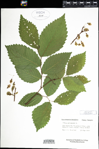 Ulmus americana image