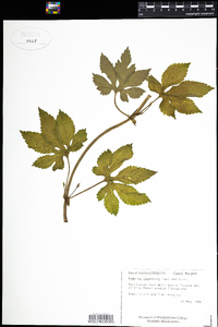 Humulus japonicus image