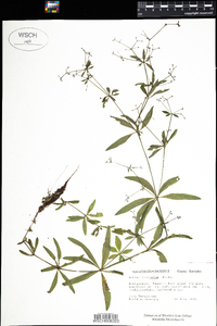 Galium triflorum image