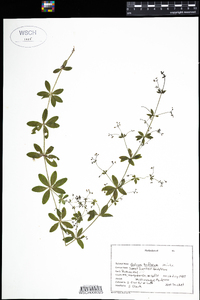 Galium triflorum image