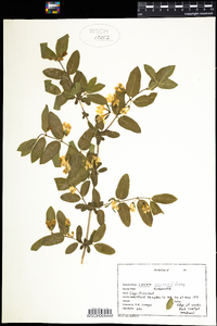 Lonicera morrowii image