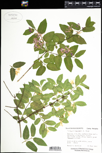 Lonicera morrowii image