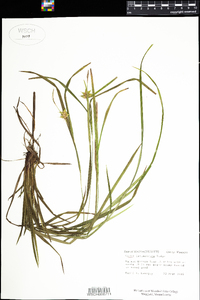 Carex intumescens image