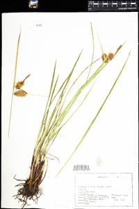 Carex lurida image