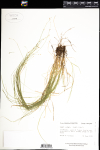 Carex radiata image