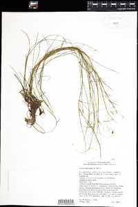 Juncus pelocarpus image