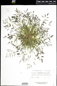 Eragrostis pectinacea image