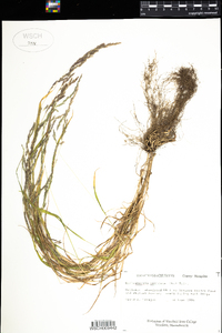 Muhlenbergia mexicana image