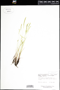 Vulpia octoflora var. tenella image