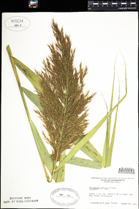 Phragmites australis image