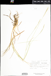 Elymus repens image