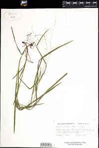 Glyceria striata image