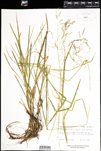 Glyceria striata image