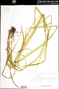 Carex stipata image