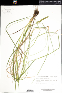 Carex vulpinoidea image