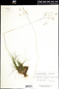 Deschampsia flexuosa image