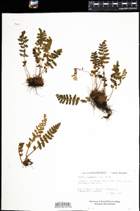 Woodsia ilvensis image