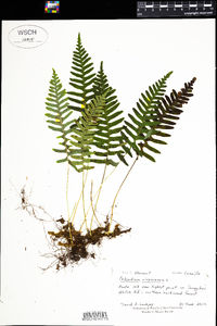 Polypodium virginianum image