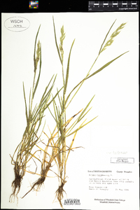 Bromus hordeaceus image