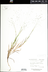 Digitaria cognata image