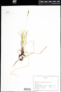 Carex pensylvanica image