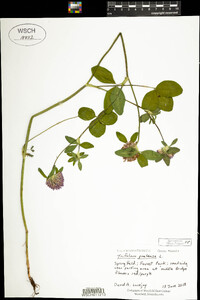 Trifolium pratense image