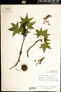 Liquidambar styraciflua image